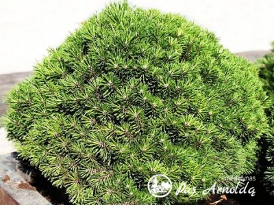 Pušis kalninė ,Hnyzdo' (lot. Pinus mugo)